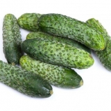 Furor krastavci: recenzije, fotografije, prinos